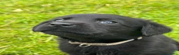 Labrador Retriever dogs for sale: Meg - Labrador retriever  in Tyn-y-Gongl - Advert 3