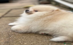 Pomeranian dogs for sale: 2 male Pomeranian puppies. 1 orange sable, 1 cream - Image 3