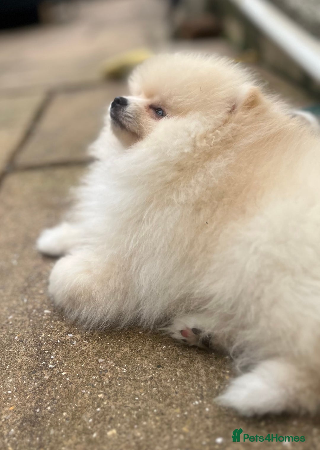 Pomeranian dogs for sale: 2 male Pomeranian puppies. 1 orange sable, 1 cream - Image 3