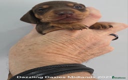 Miniature Dachshund dogs for sale: Shorthaired Minature Daschunds  - Image 13