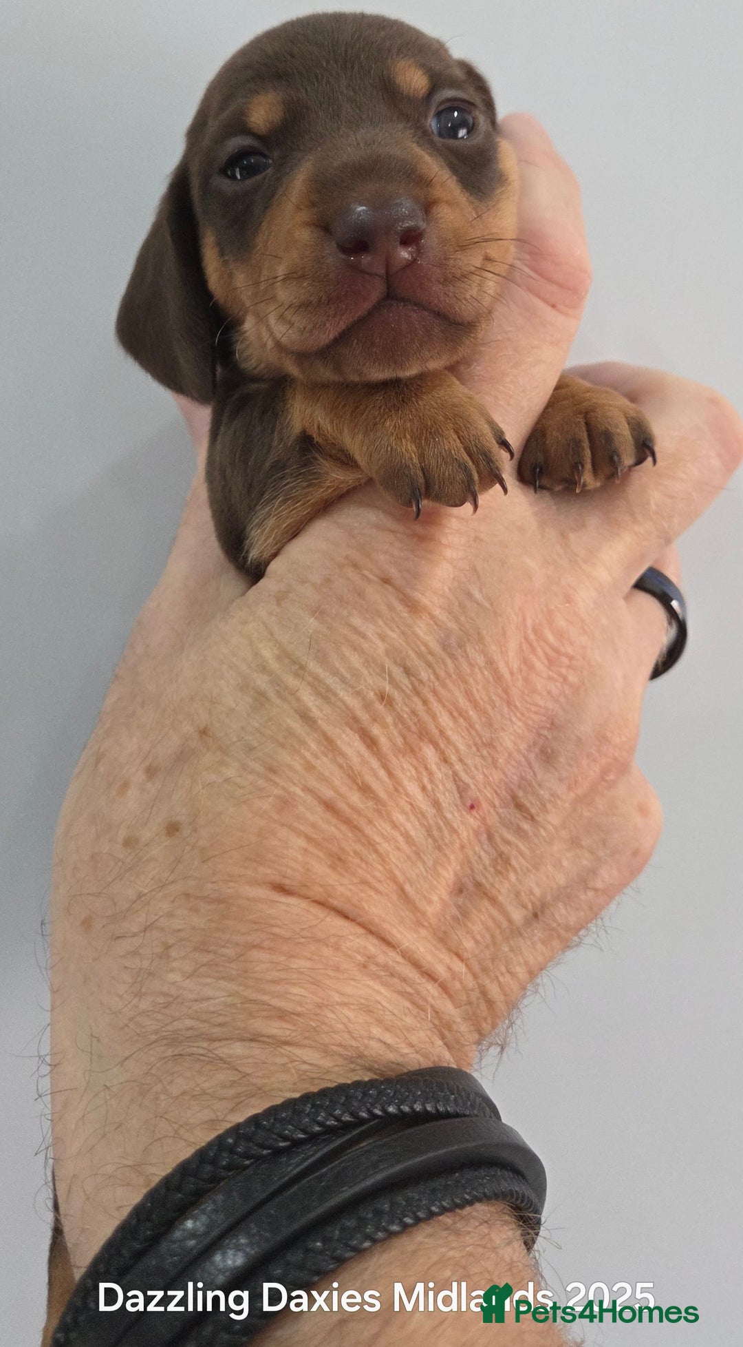 Miniature Dachshund dogs for sale: Shorthaired Minature Daschunds  - Image 13