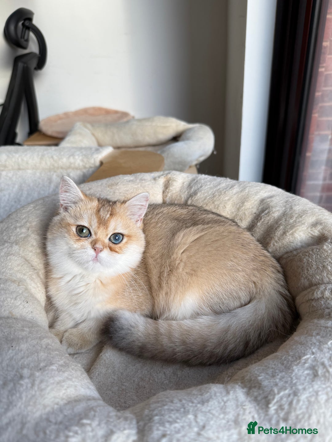 British Shorthair cats for sale: New Litter Available GCCF BSH Black Golden Kittens - Advert 18