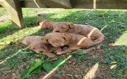 Mixed Breed dogs for sale: Miniature Goldendoodle Puppies - Image 15