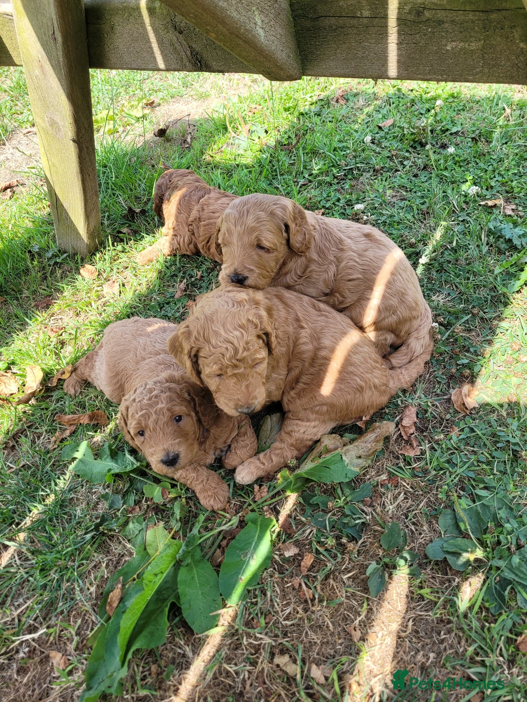 Mixed Breed dogs for sale: Miniature Goldendoodle Puppies - Image 15
