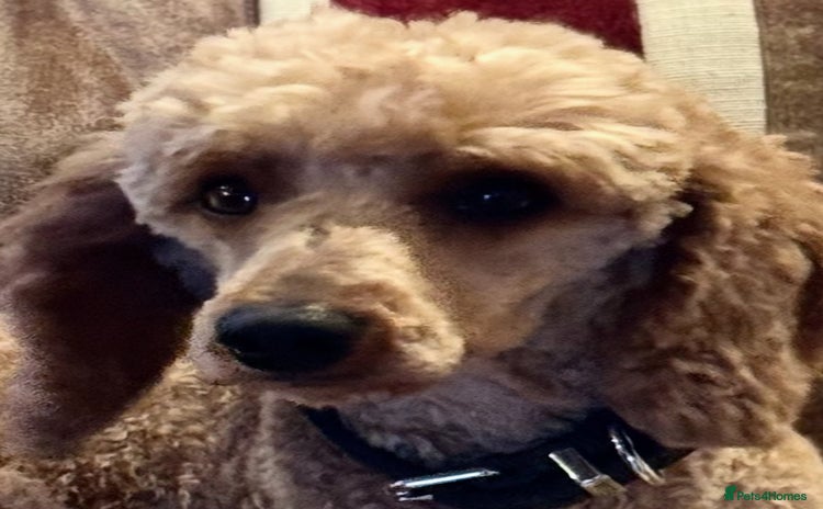 Miniature Poodle dogs - Advert 16