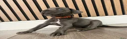 Cane Corso dogs for sale: Full Cane Corso Puppies -Blue/Grey & Black & White - Advert 12