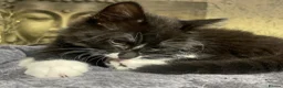 Norwegian Forest Cat cats for sale: Norwegian Forrest Cat mix bread  - Advert 5