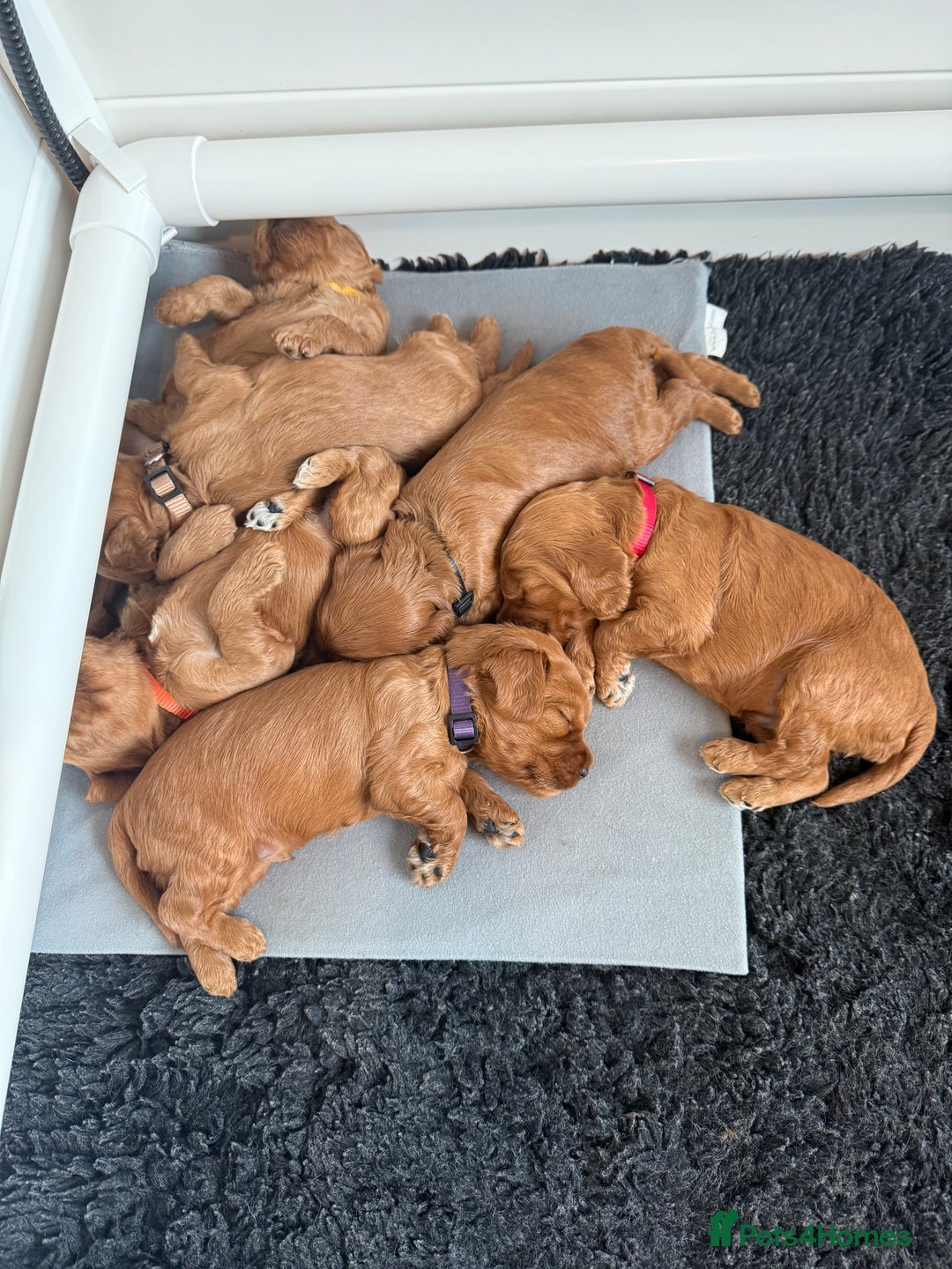 Cockapoo dogs for sale: Health Tested Miniature Cockapoo’s  - Image 10