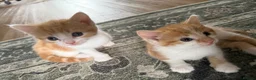 Mixed Breed cats for sale: Two Ginger Male Kittens  in Bicester - Advert 7
