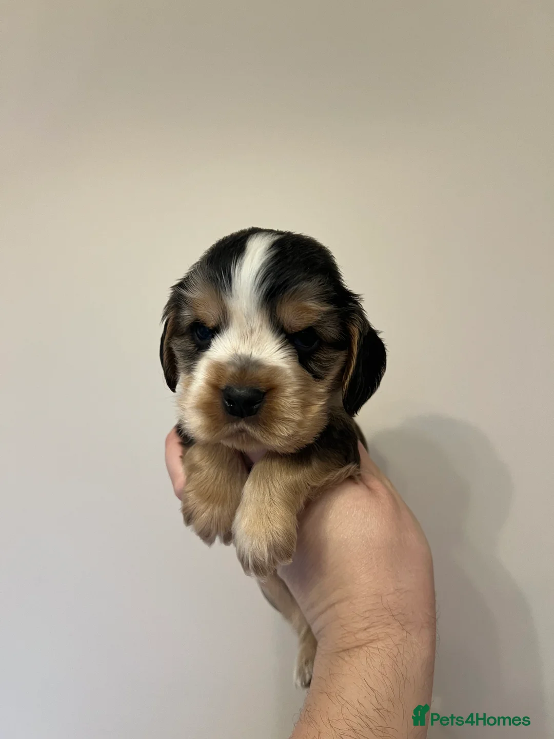 Cocker Spaniel dogs for sale: Exceptional Health Tested Show Cocker Spaniel - Advert 31