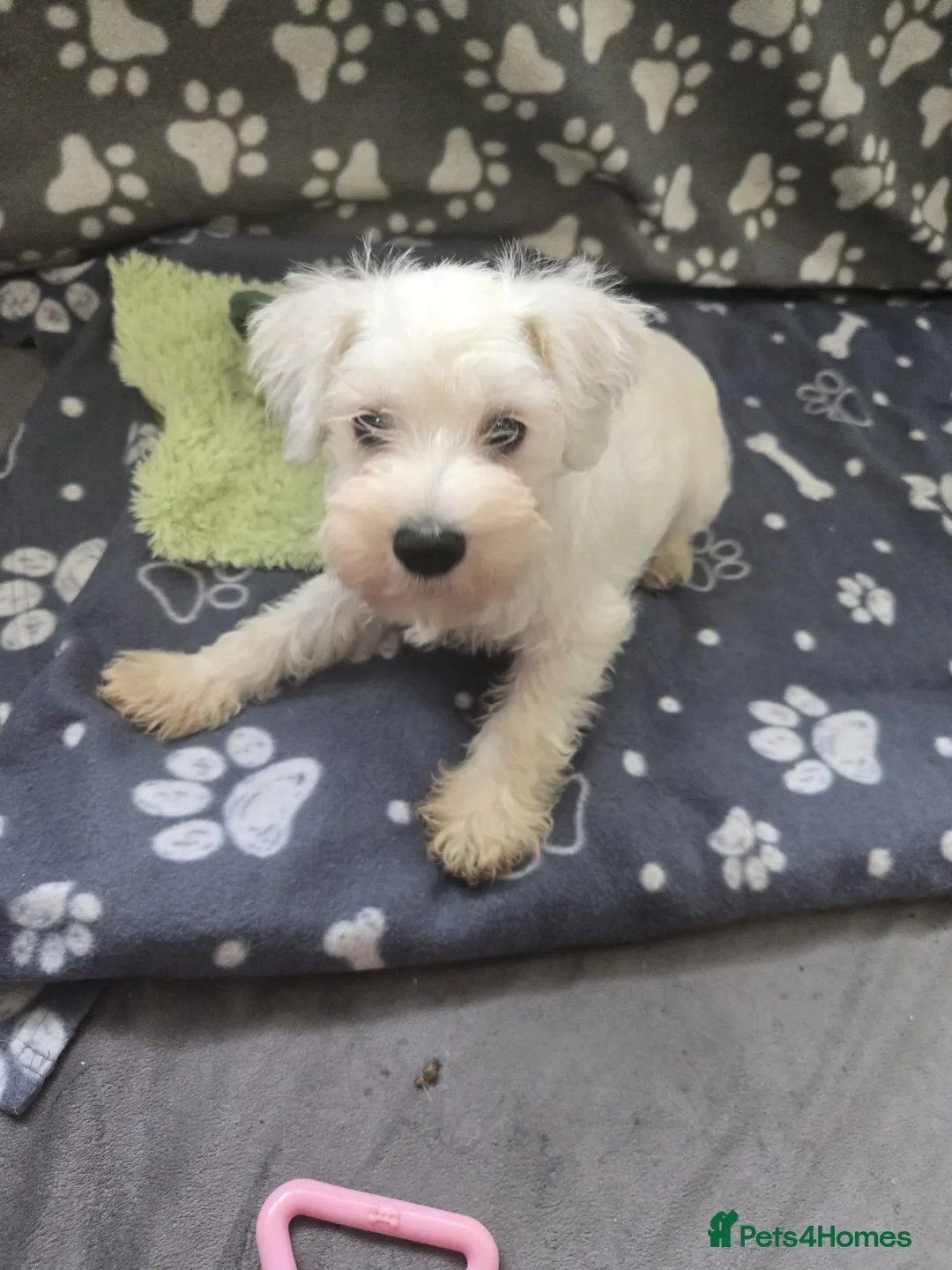 Miniature Schnauzer dogs for sale: Miniature schnauzer puppies  in Dover - Advert 2