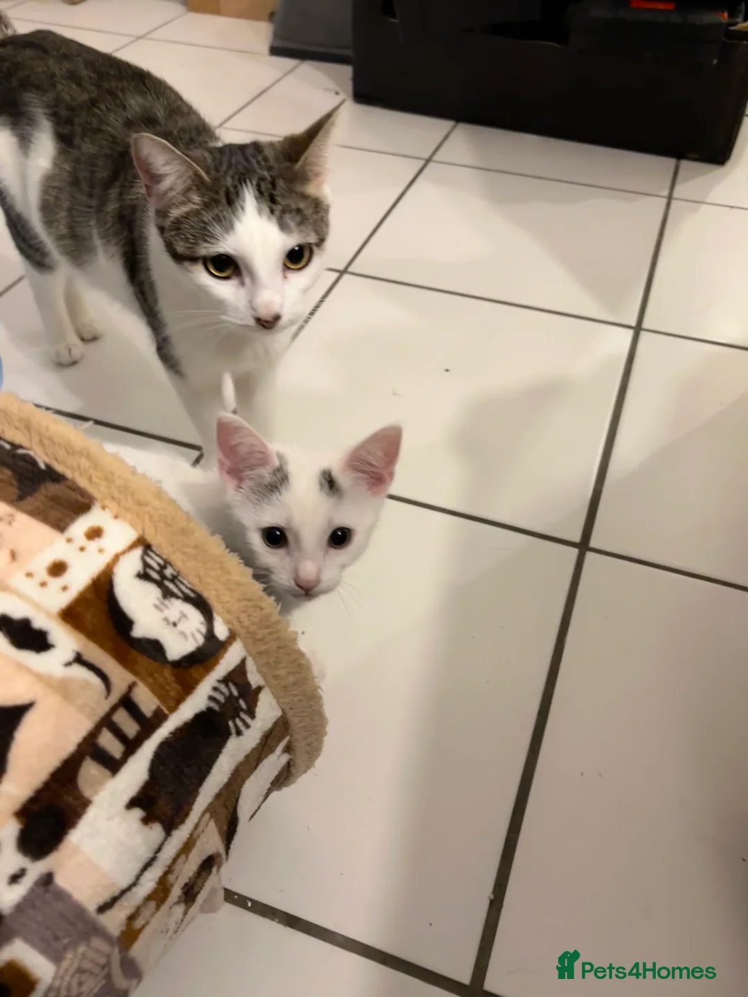British Shorthair cats for sale: Beautiful 1 year old tabby - Advert 2