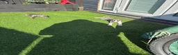 Whippet dogs for sale: Whippet puppies  in Liverpool - Advert 8