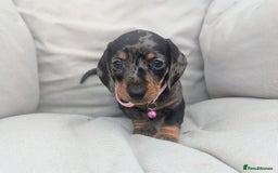 Miniature Dachshund dogs for sale: KC Registered miniature Dachshund Puppies - Image 13