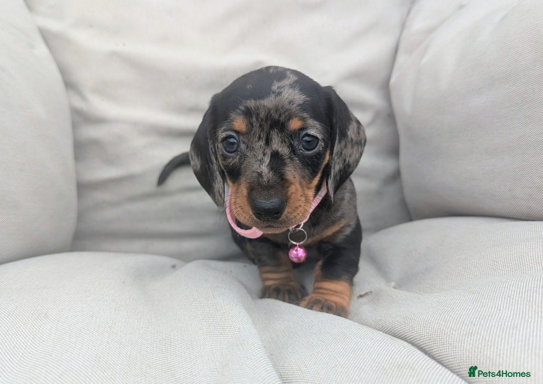 Miniature Dachshund dogs for sale: KC Registered miniature Dachshund Puppies - Image 13