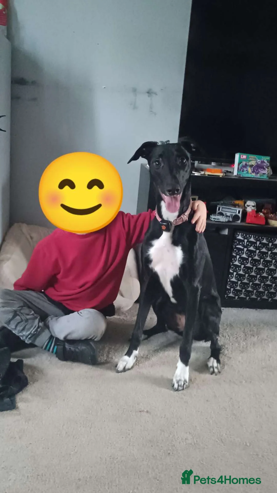 Mixed Breed dogs for sale: Collie saluki whippet  - Advert 2
