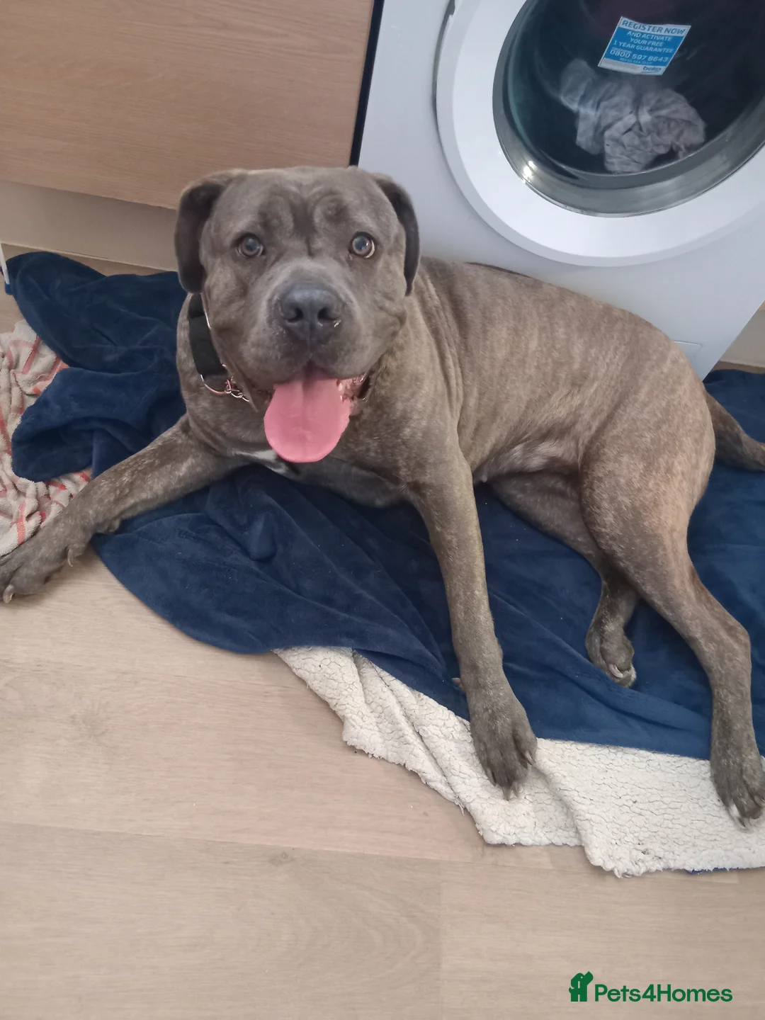 Cane Corso dogs for sale: 18 month old italino mastiff cane corso in Tadley - Advert 3