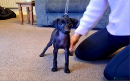 Italian Greyhound dogs for sale: KC registered. Last black boy available  - Image 21