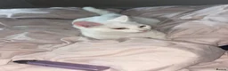 Ragdoll cats for sale: The Pure White Miracle: Kittens on the Way! - Advert 1