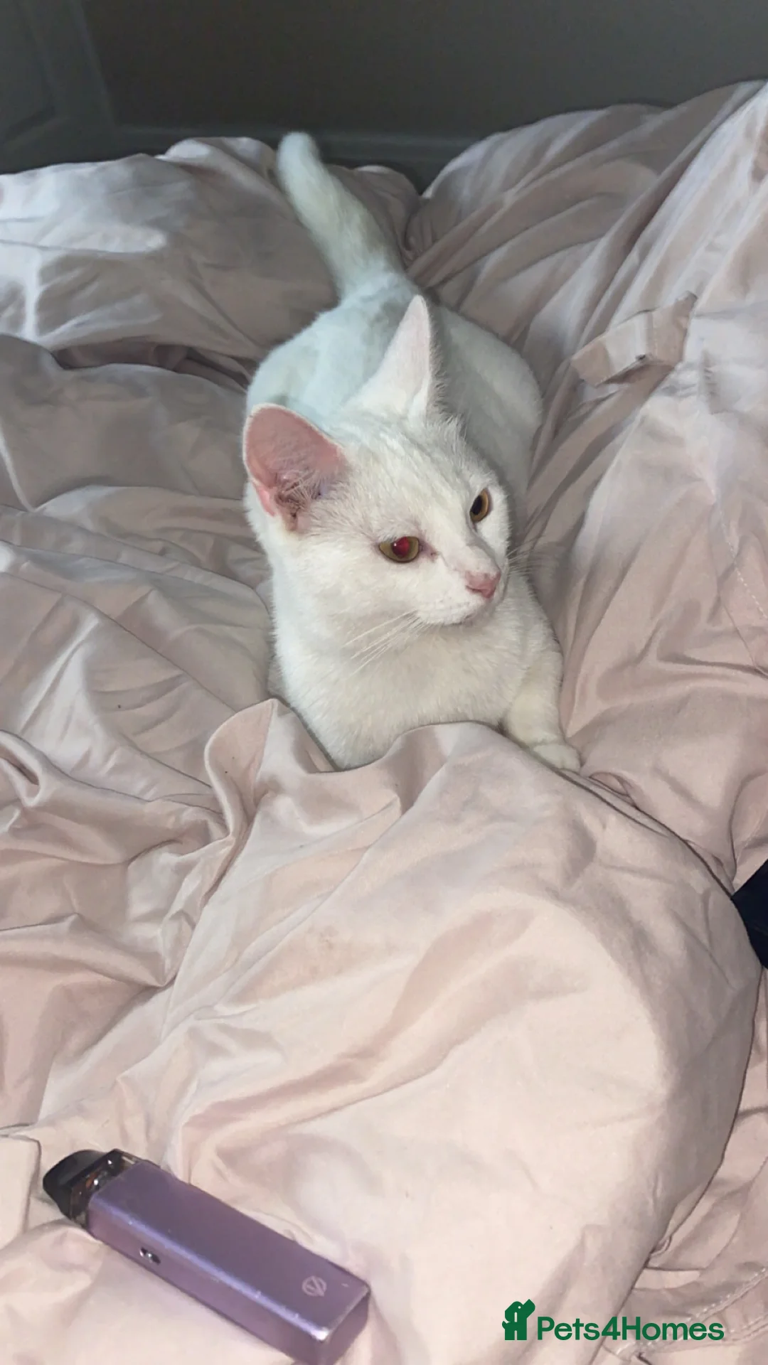 Ragdoll cats for sale: The Pure White Miracle: Kittens on the Way! - Advert 1
