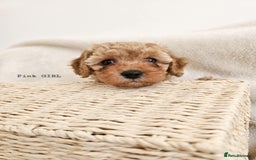 Cavapoo dogs for sale: Adorable F1b Cavapoo Puppies Ready from 20th Sept - Image 9