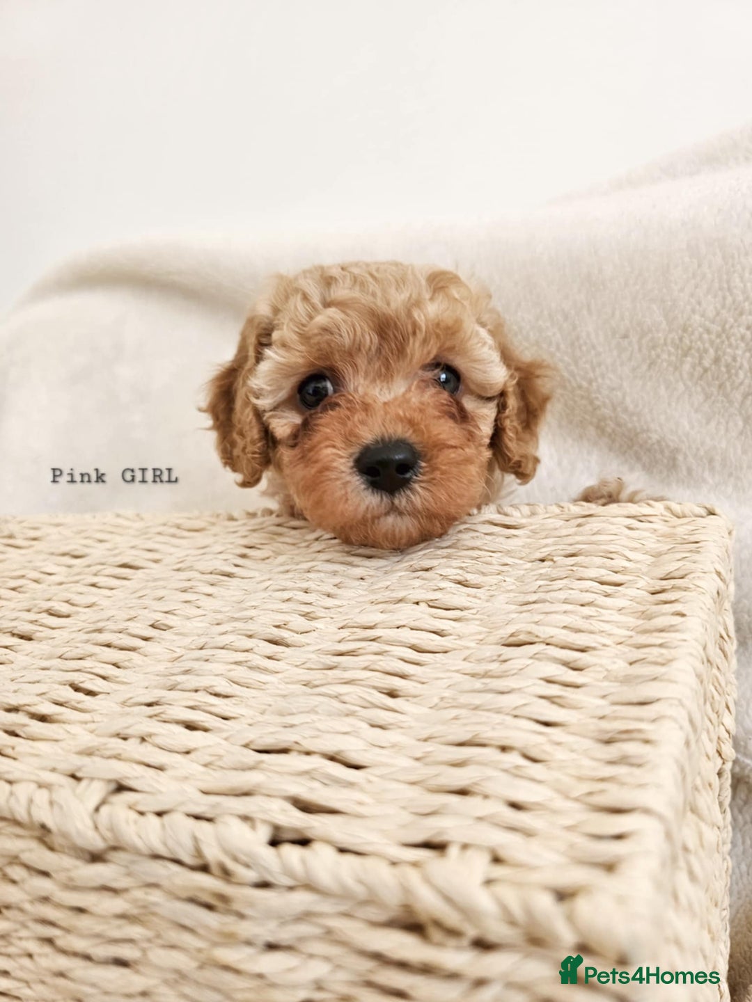 Cavapoo dogs for sale: Adorable F1b Cavapoo Puppies Ready from 20th Sept - Image 9
