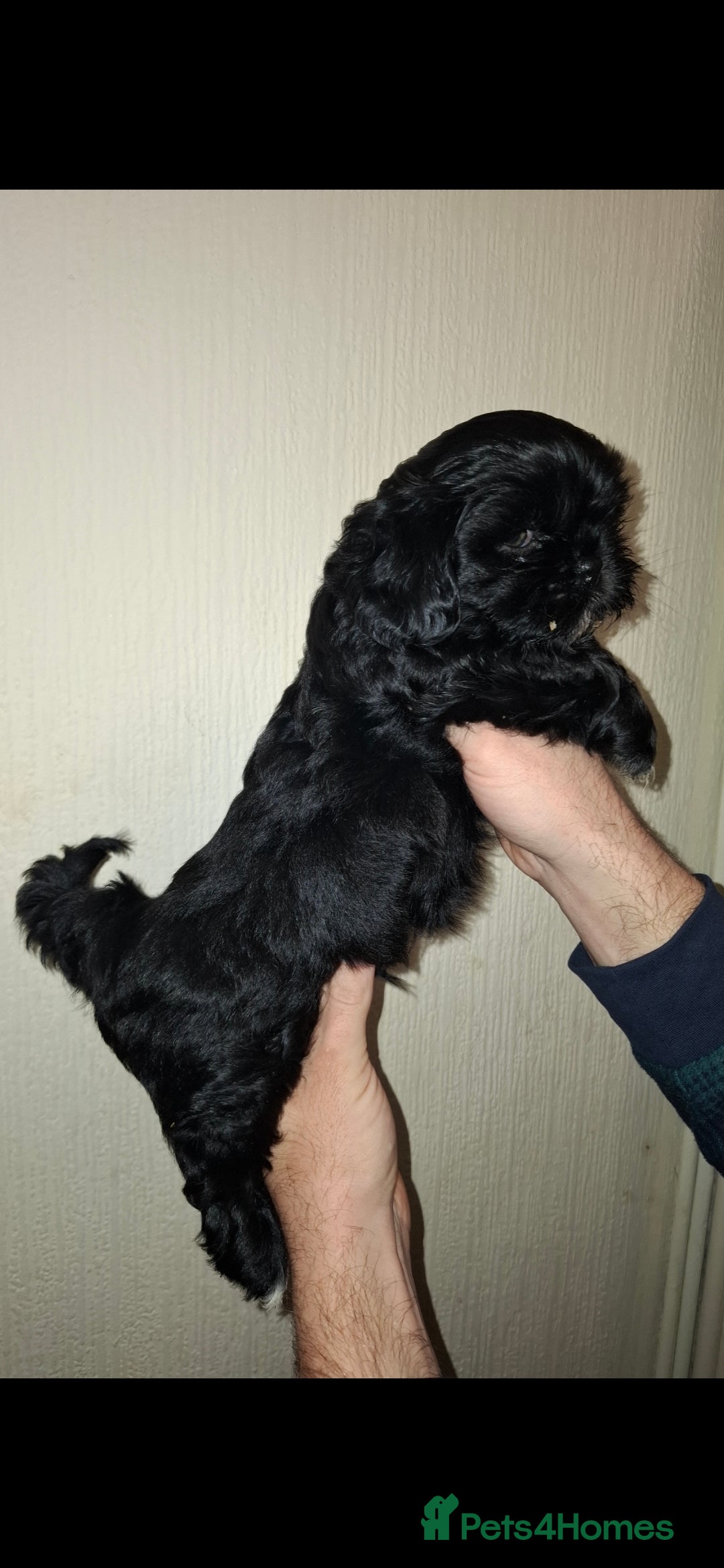 Shih Tzu dogs for sale: 2 boy shih tzu for sale  - Advert 2
