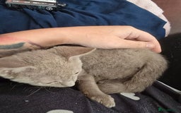 Mixed Breed cats for sale: Perfect boy - Image 6