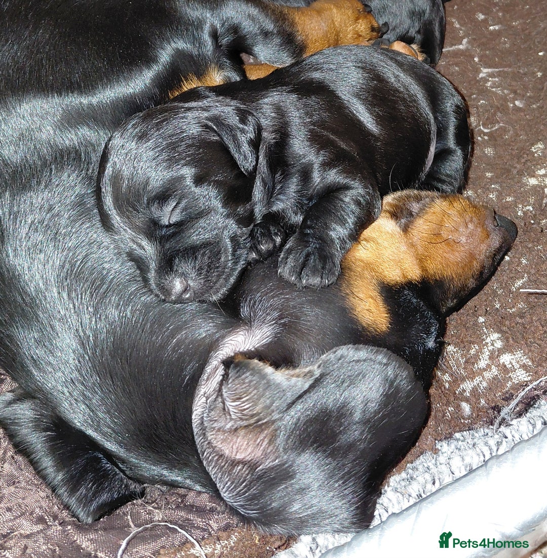 Mixed Breed dogs for sale: Doxiepoo =dachshund x poodle - Advert 7