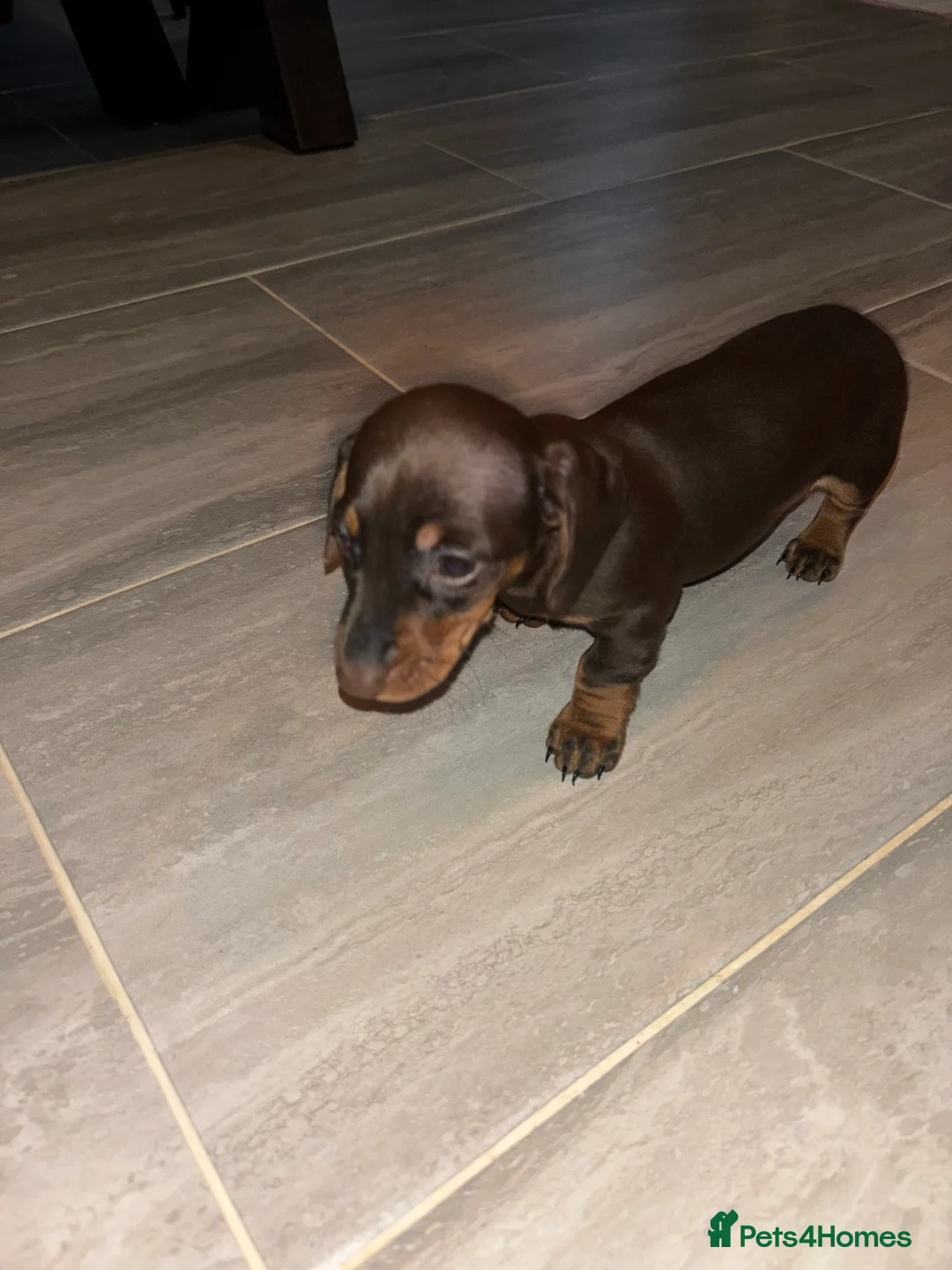 Miniature Dachshund dogs for sale: Miniature dachshund  - Advert 5