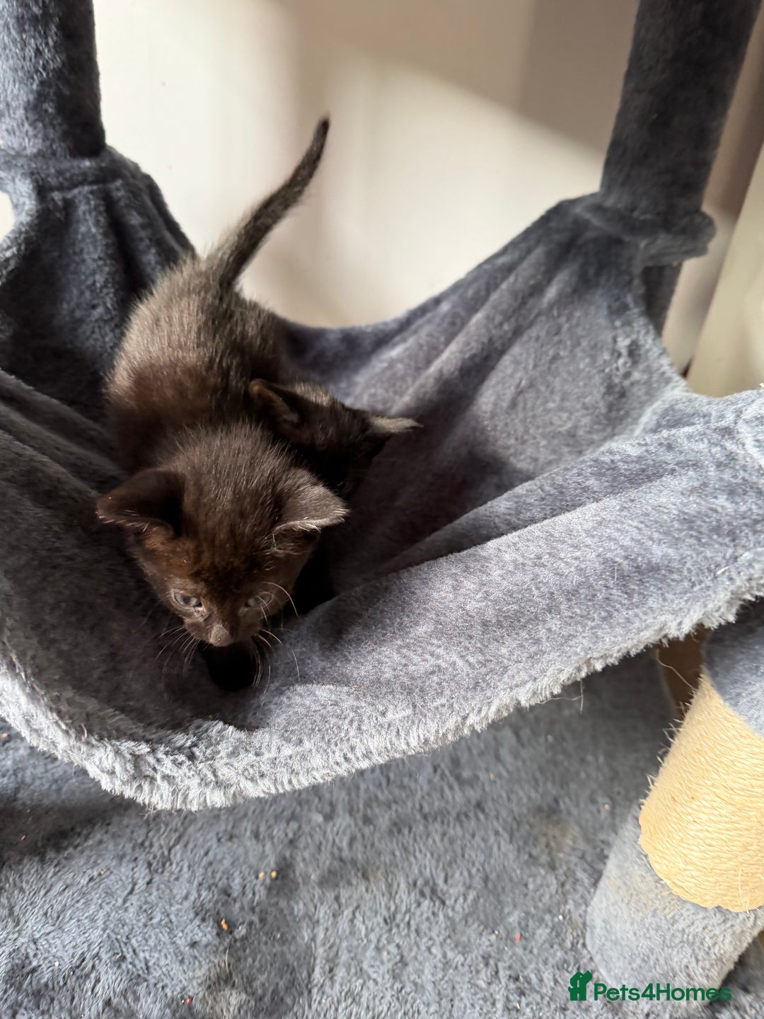 Russian Blue cats for sale: Russian Blue x BSH mixed breed Kittens  - Image 13