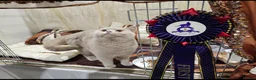 British Shorthair cats for sale: GCCF girl champion line cinnamon tortie ready now - Advert 11