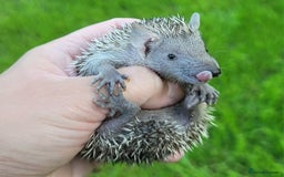 Pygmy Hedgehog rodents for sale: Lesser Tenrecs (unsexed and DNA sexed males)  - Image 3