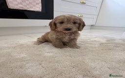 Cockapoo dogs for sale: Gorgeous F1A cockerpoos - Image 4