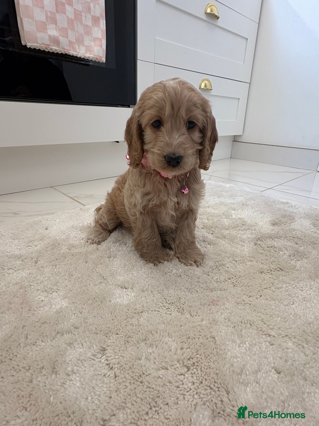 Cockapoo dogs for sale: Gorgeous F1A cockerpoos - Image 4