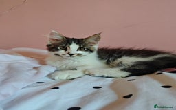 Maine Coon cats for sale: Maine Coon Cross All Ready To Go Now - Image 31