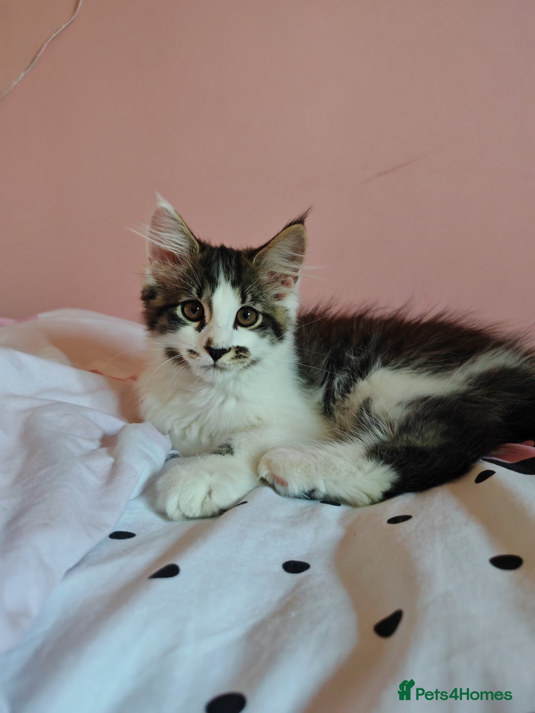 Maine Coon cats for sale: Maine Coon Cross All Ready To Go Now - Image 31