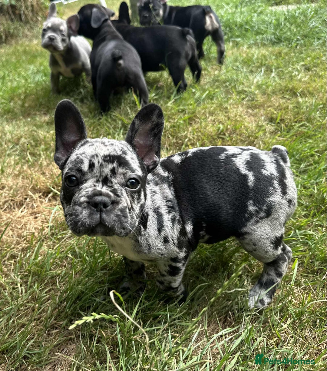 French Bulldog dogs for sale: French Bulldogs  - Image 17