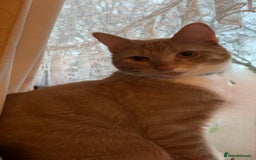 Domestic Shorthair cats for sale: Cats gingers and turtle for rehoming  - Image 4