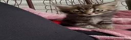 Mixed Breed cats for sale: 🐾 6 Beautiful Bengal × British Longhair Kittens🐾 - Advert 33