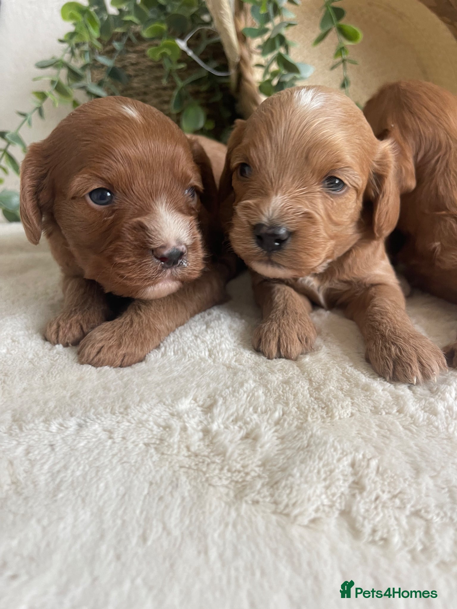 Cavapoo dogs STUNNING DNA TESTED TOY CAVAPOOS - Advert 1