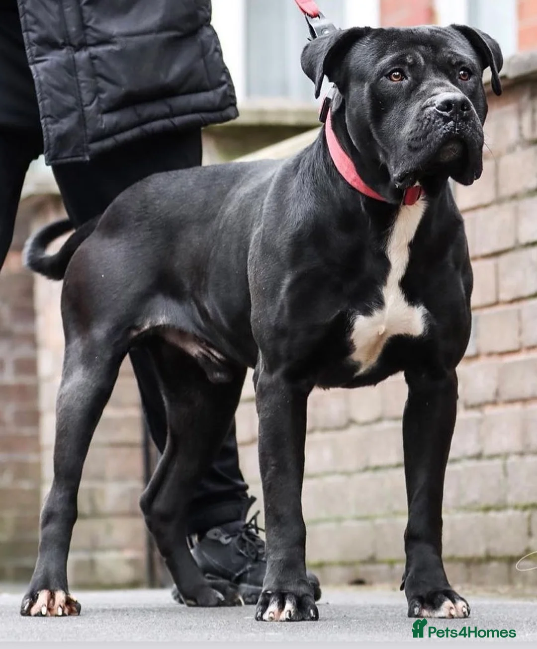 Presa Canario dogs for sale: 1 Male and 1 Female Quality Presa Canario Puppies in Solihull - Advert 4
