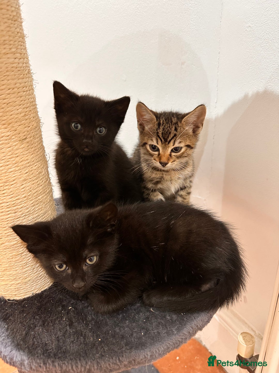 Domestic Shorthair cats for sale:  Beautiful Kittens Looking for Loving Homes - Image 2