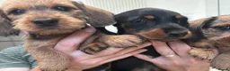 Miniature Dachshund dogs for sale: Miniature dachshund Wirehaired  - Advert 16