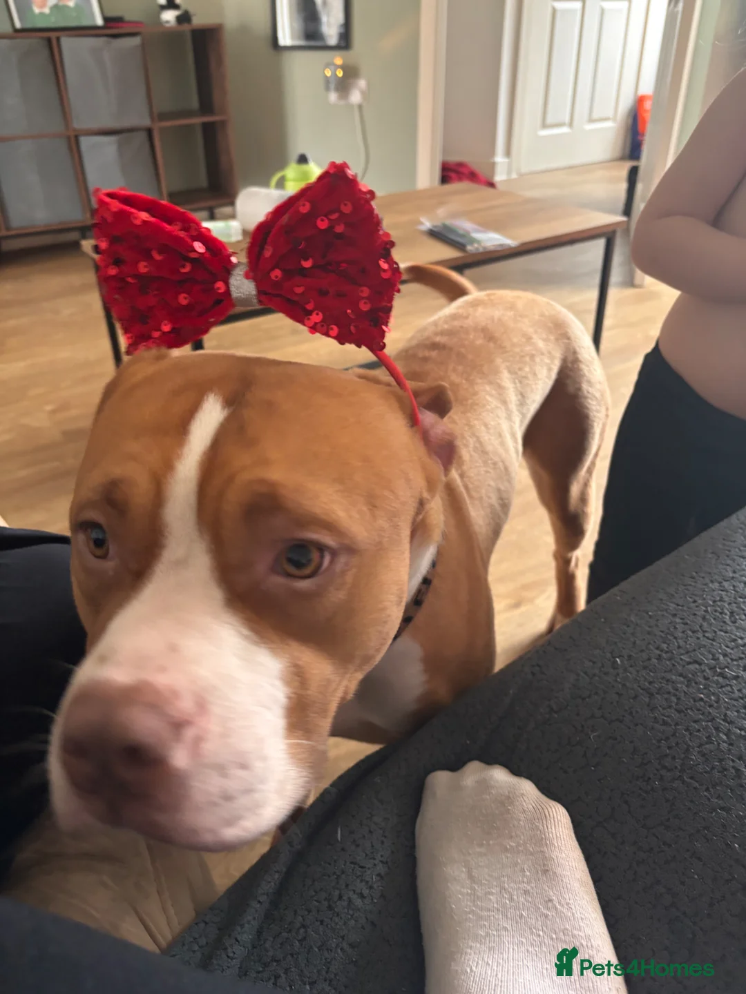 Staffordshire Bull Terrier dogs for sale: Staffordshire bull terrier  - Advert 2