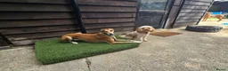 Cavapoo dogs for adoption: BEAR FOSTER TO ADOPT-Cornwall/Devon/SomersetBorder - Advert 17