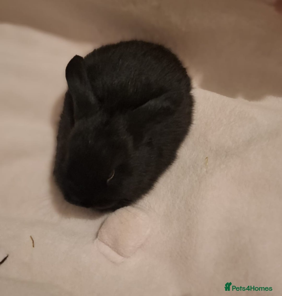 Mini Lop rabbits for sale: Mini Lops - Advert 11