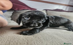 Cocker Spaniel dogs for sale: Beautiful cocker spaniel pups - Image 14