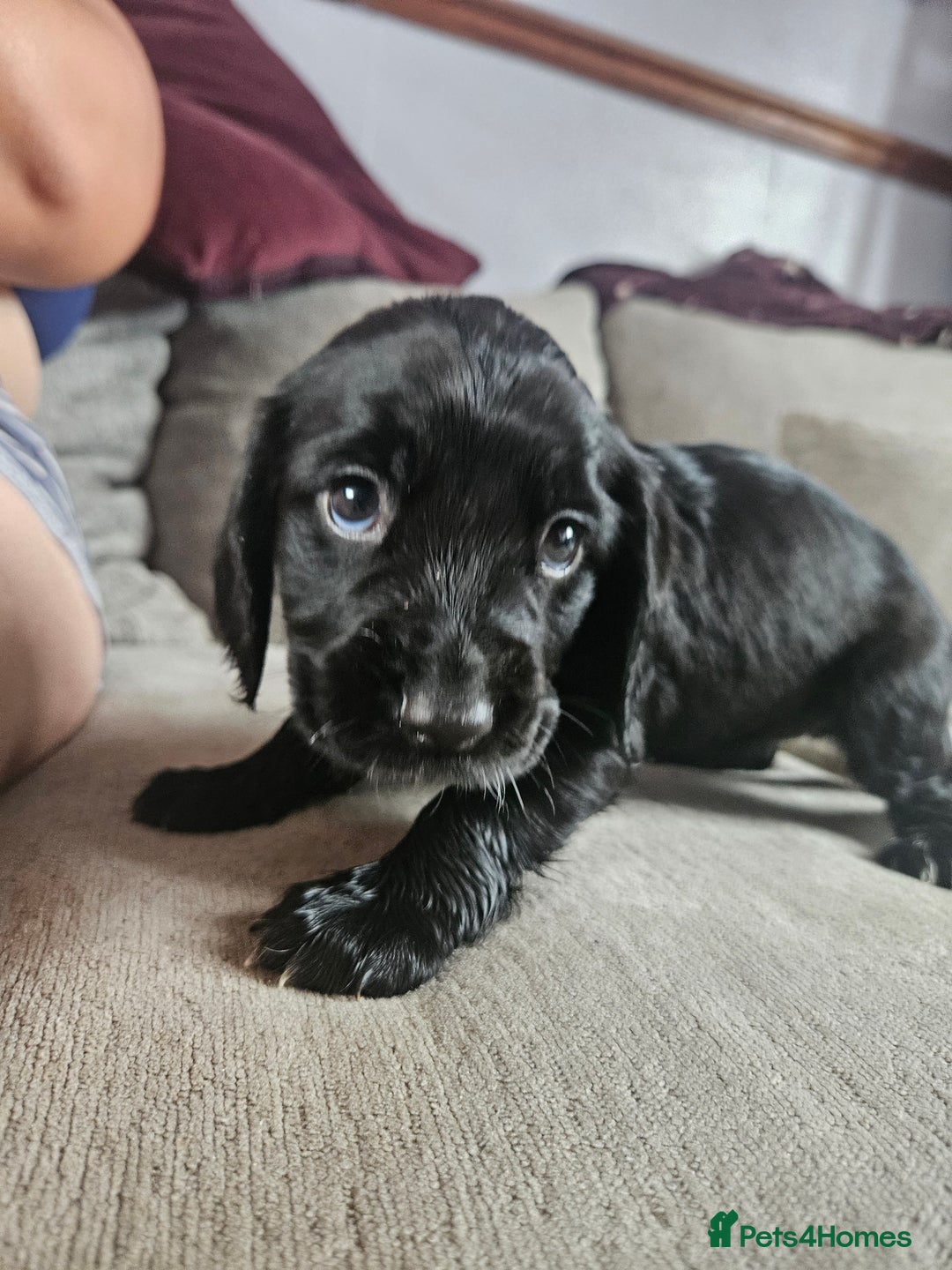 Cocker Spaniel dogs for sale: Beautiful cocker spaniel pups - Image 14