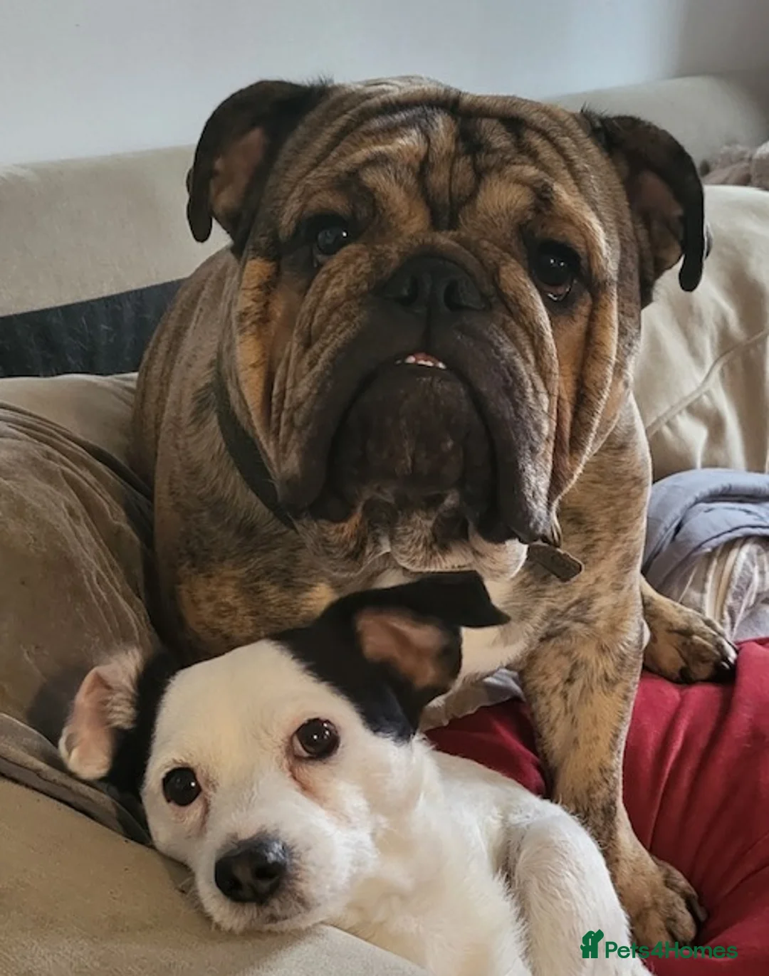 English Bulldog dogs for stud: Bubba in Orpington - Advert 2